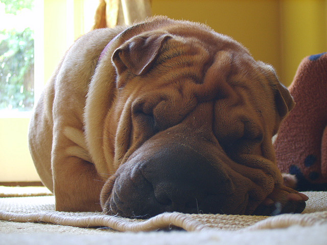 Shar Pei