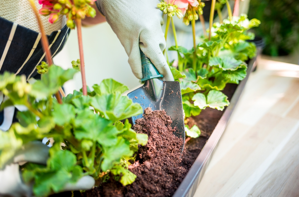 Planting flowers on balcony close up