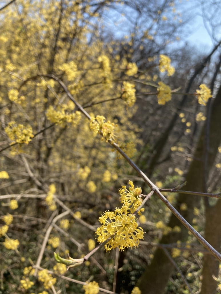 fiori di primavera 