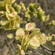 fiori colli bolognesi