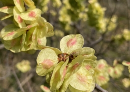 fiori colli bolognesi