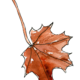 foglia autunno
